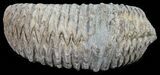 Cretaceous Fossil Oyster (Rastellum) - Madagascar #54480-1